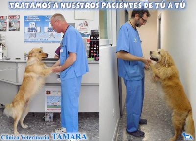 Atención veterinaria para perros, Estepona