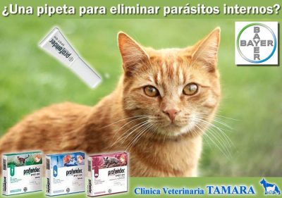 Desparasitación de mascotas, Estepona