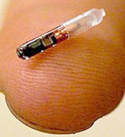 Implantación de chip identificativo para perros y gatos, Estepona