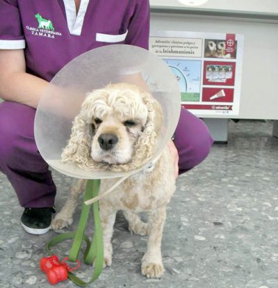 Servicio Veterinario 24 horas, Estepona