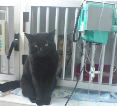 Hospital para animales de compañía en Estepona